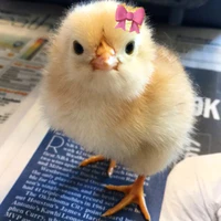 Chuky(Bé vịt của Long áo đen)