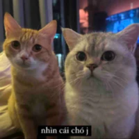 Mèo Trần(mèo của Sang Trần)