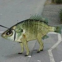 cá 4 chân