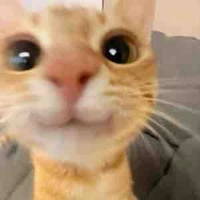 Chủ tịch hội đồng học sinh 