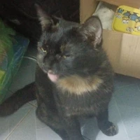 Nhỏ mê kía và kịa