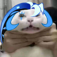 mèo bel