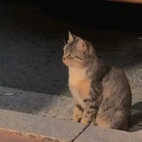 tác giả đêyy
