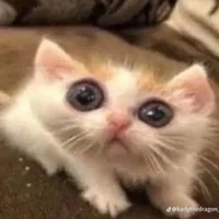 tao nè người coi gái mày yêu nè (t/g)