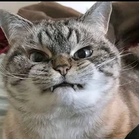 t/g