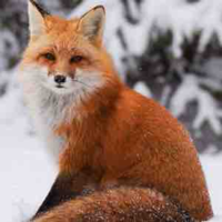 🦊(tg)