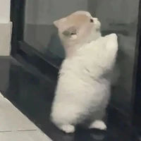 2 anh em nhà cap