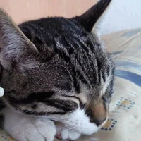 con cat của Y/N