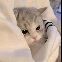 T/g tẻn tẻn 