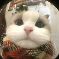 ối zồi ôii