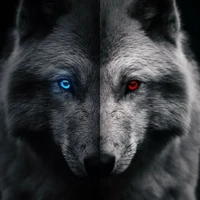 Quang Anh-Dạng sói