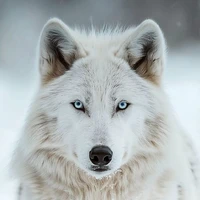 Hồng Quân- Dạng sói