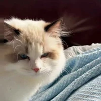 Homie (hệ thống)