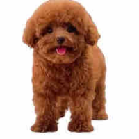 Pet của cô