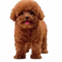 Pet của cô