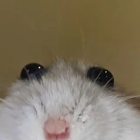 tg im nào cô bé