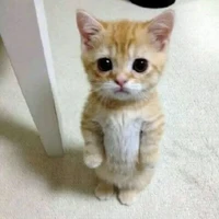 Tác giả se cu tiu