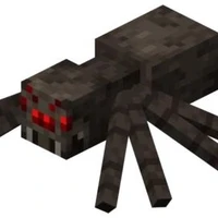 spiders