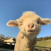Zinn🐑⚡