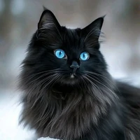 Miêu Miêu