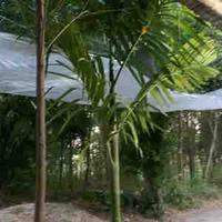 Ngọc