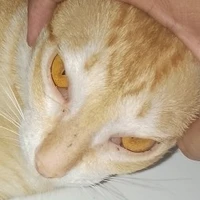 TG🕵️ [Builderman]