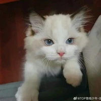 Tiểu Miêu