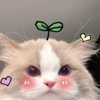 tác giả mèo cute