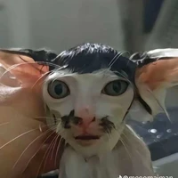 tiểu tam 😏😏