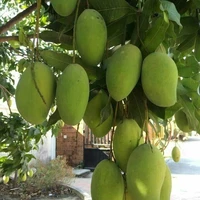 Cây Xoài