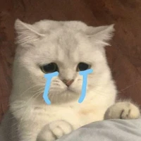 hệ thống cute