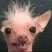 •Mèo đẹp trai •