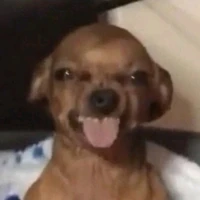 Con chó khổ nhất tgiới