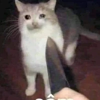 t/g hay xộn lào bên 🍊(🎴)