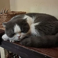 Nữ tác giả nè