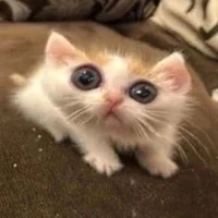 Nhỏ tác giả xồn làm