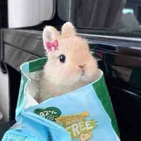 Pink.n.bunny🐰⸝꙳.˖ 