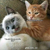 tác giả hay dỗi