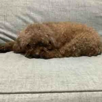 Nghiêm hoàng nam