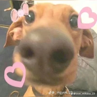 Nguyễn Gia Vũ Thiện