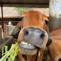 Tác giả yêu cả lò nhà mình