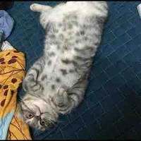 tác giả cute phô mai que