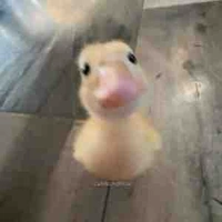 Đa nhân vật phụ