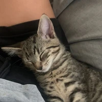 tớ là tác giả (⁠≧⁠▽⁠≦⁠)