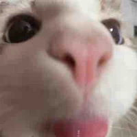 Lạc Quang Yêu Đời