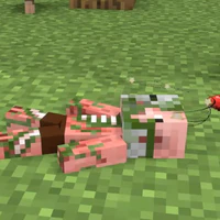 pigman