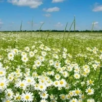 All(Trừ ai thì trừ)