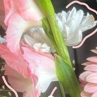 Alltop (–Một số người)