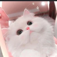 bột ( Q.anh dạng mèo )