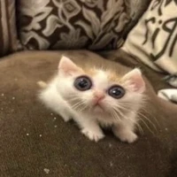 All [ những người có mặt ]